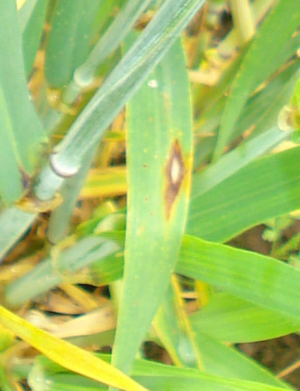 Rhynchosporium on barley in the field