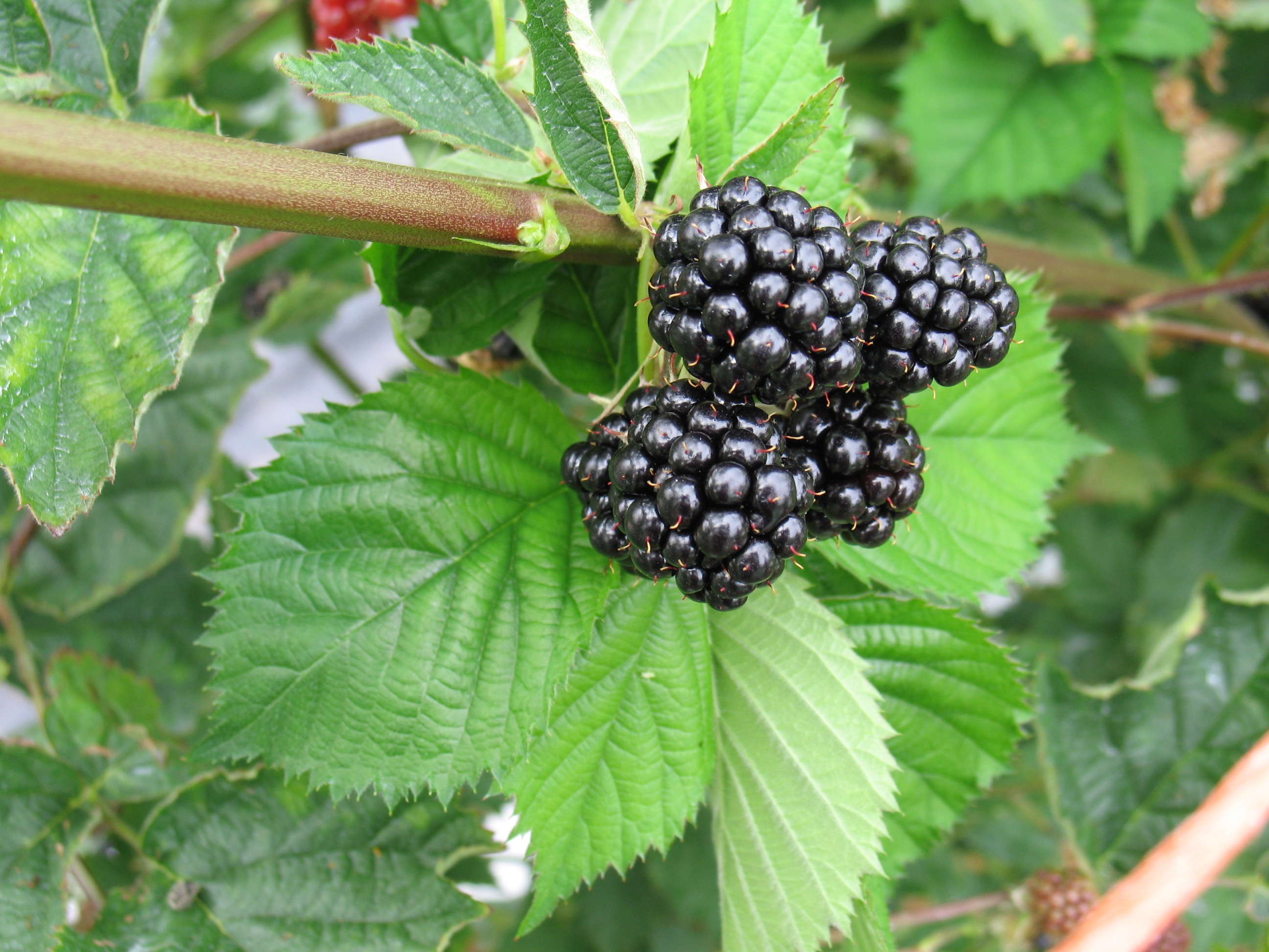 Loch Tay blackberry