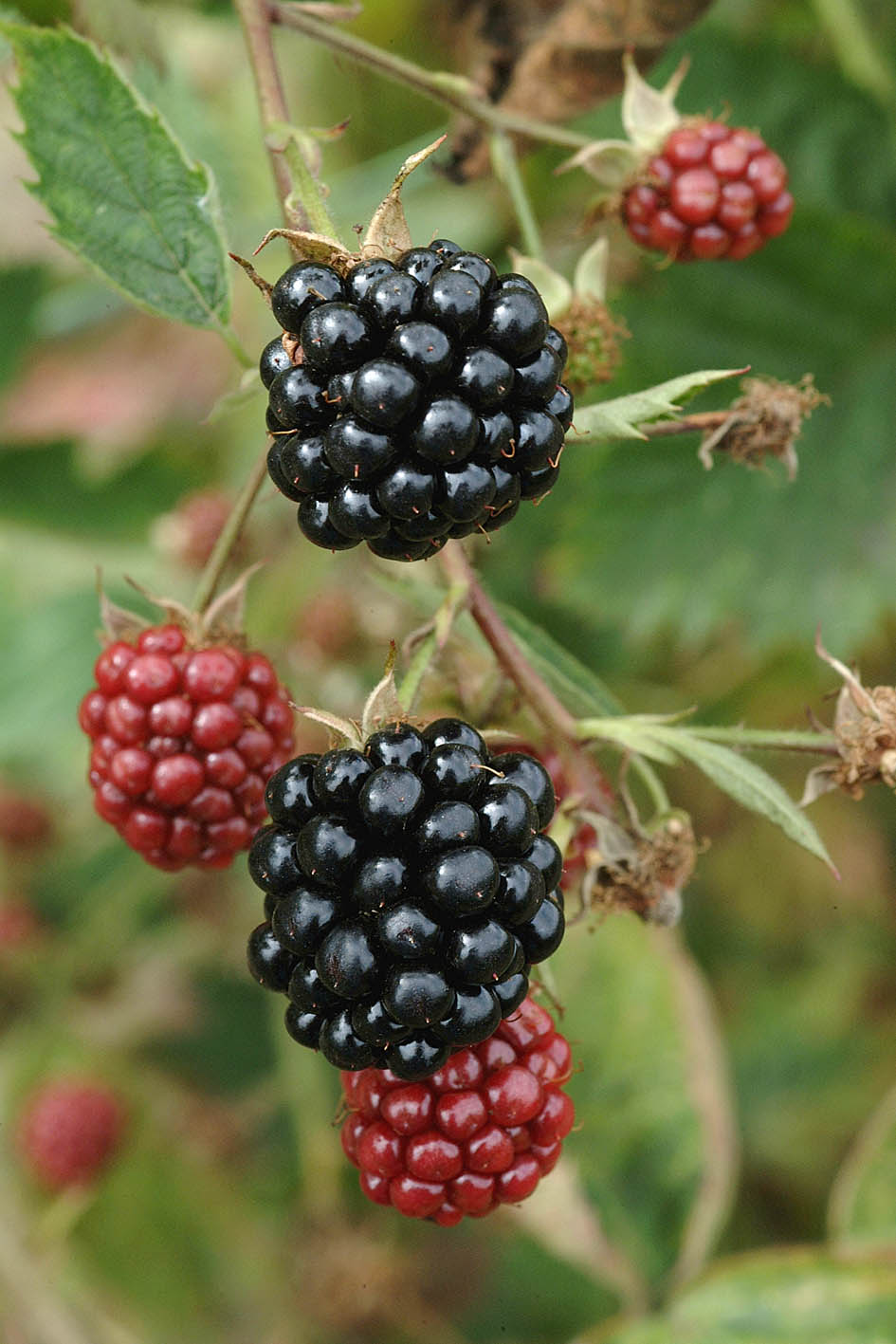 Loch Maree Blackberry