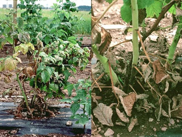 raspberry root rot resistant