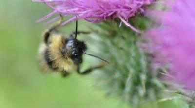 Bee on a thistle