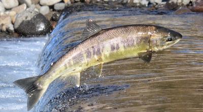 Salmon aquaculture