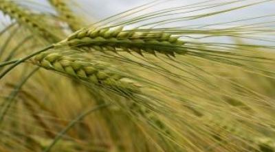 Barley crops