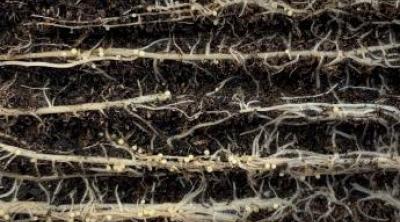Potato roots affected by PCN