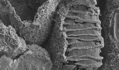 Geological sample in SEM