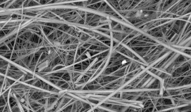 Glass fibres in SEM