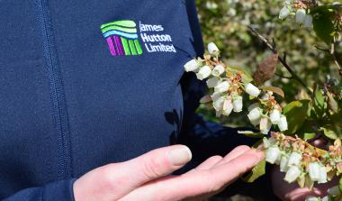 JHL Logo blueberry flower