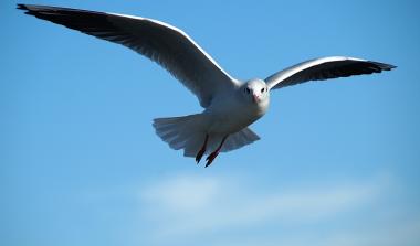 Sea gull