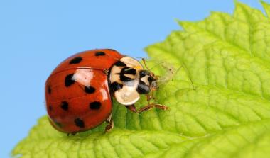 Ladybird IPM