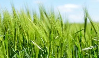 Green Barley 
