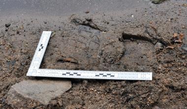 Forensic sampling