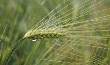 Molecular Diagnostics for Barley