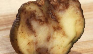 Potato blight