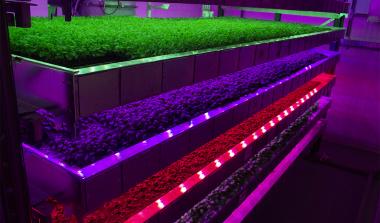 Intelligent Growth Solutions vertical farm 
