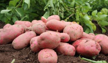 Potatoes James Hutton Institute