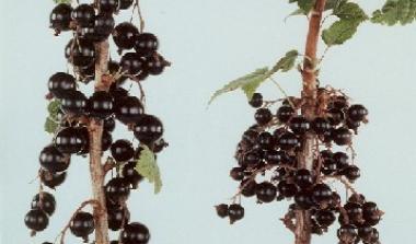 Blackcurrant breeding 