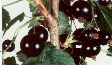 Hutton limited blackcurrant breeding 