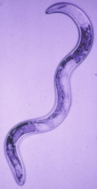 Trichodorus Nematode