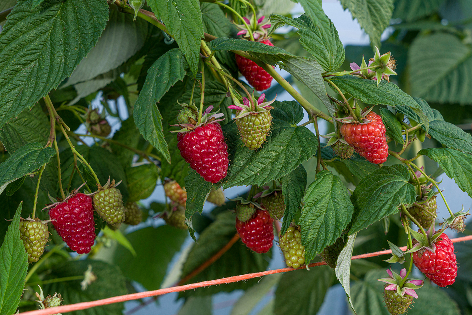 Lewis primocane raspberry
