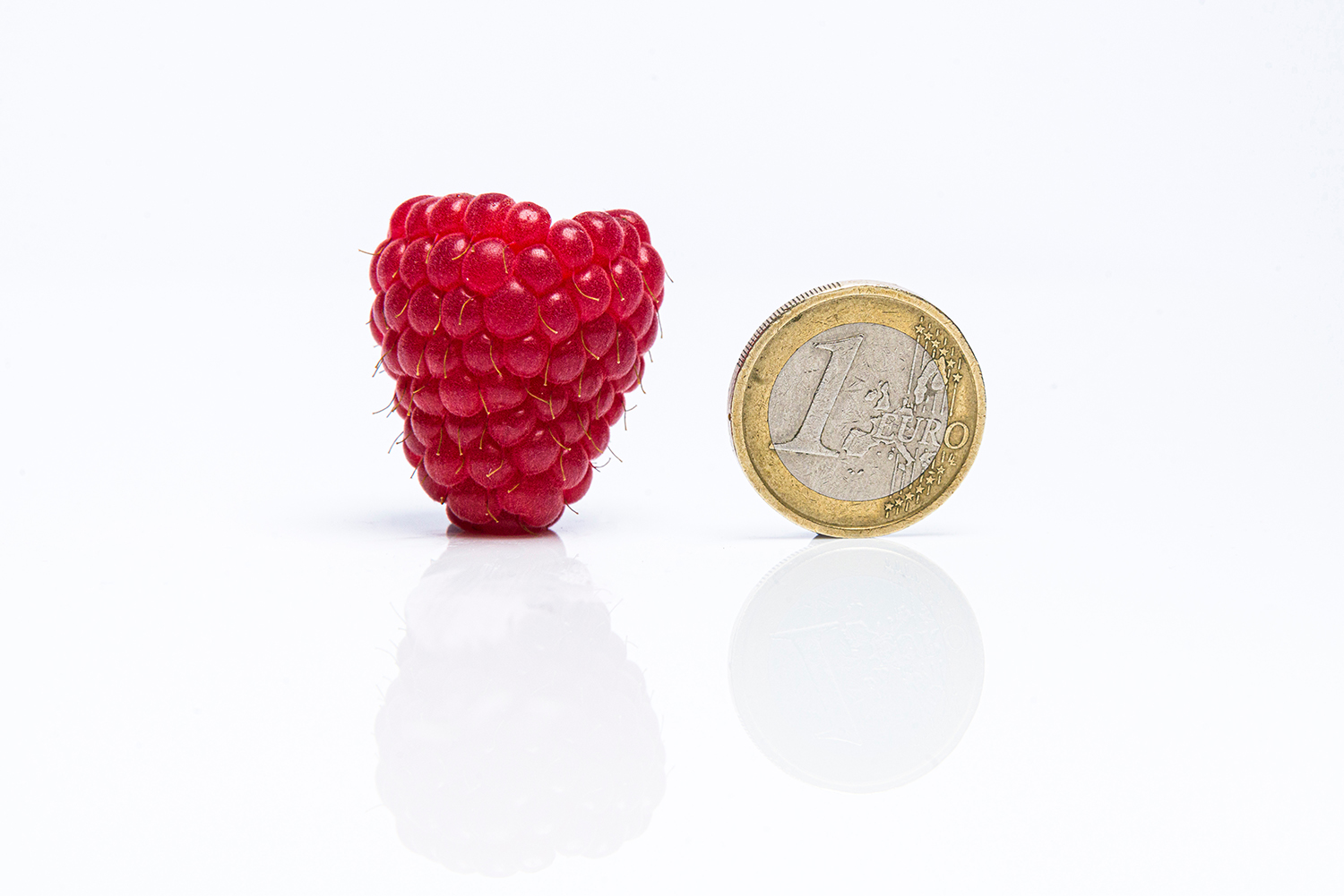 Glen Mor Floricane Raspberry Root Rot Resistant