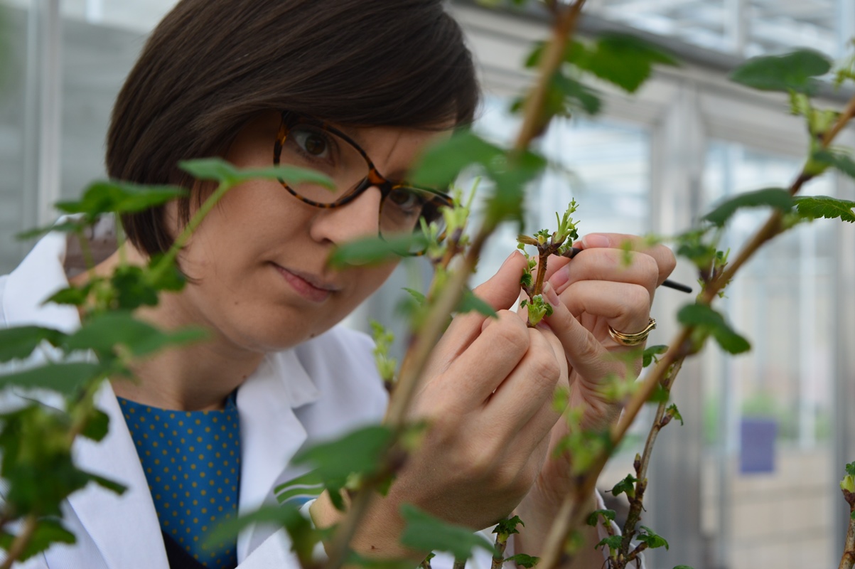 Dorota working on plant