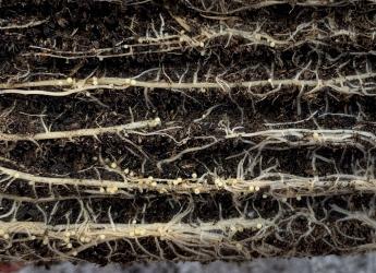 Potato roots affected by PCN