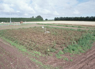 Blight Ravaged Field