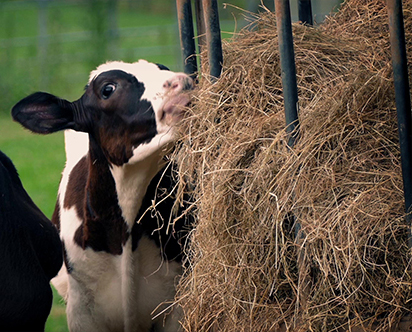 Cow eating straw