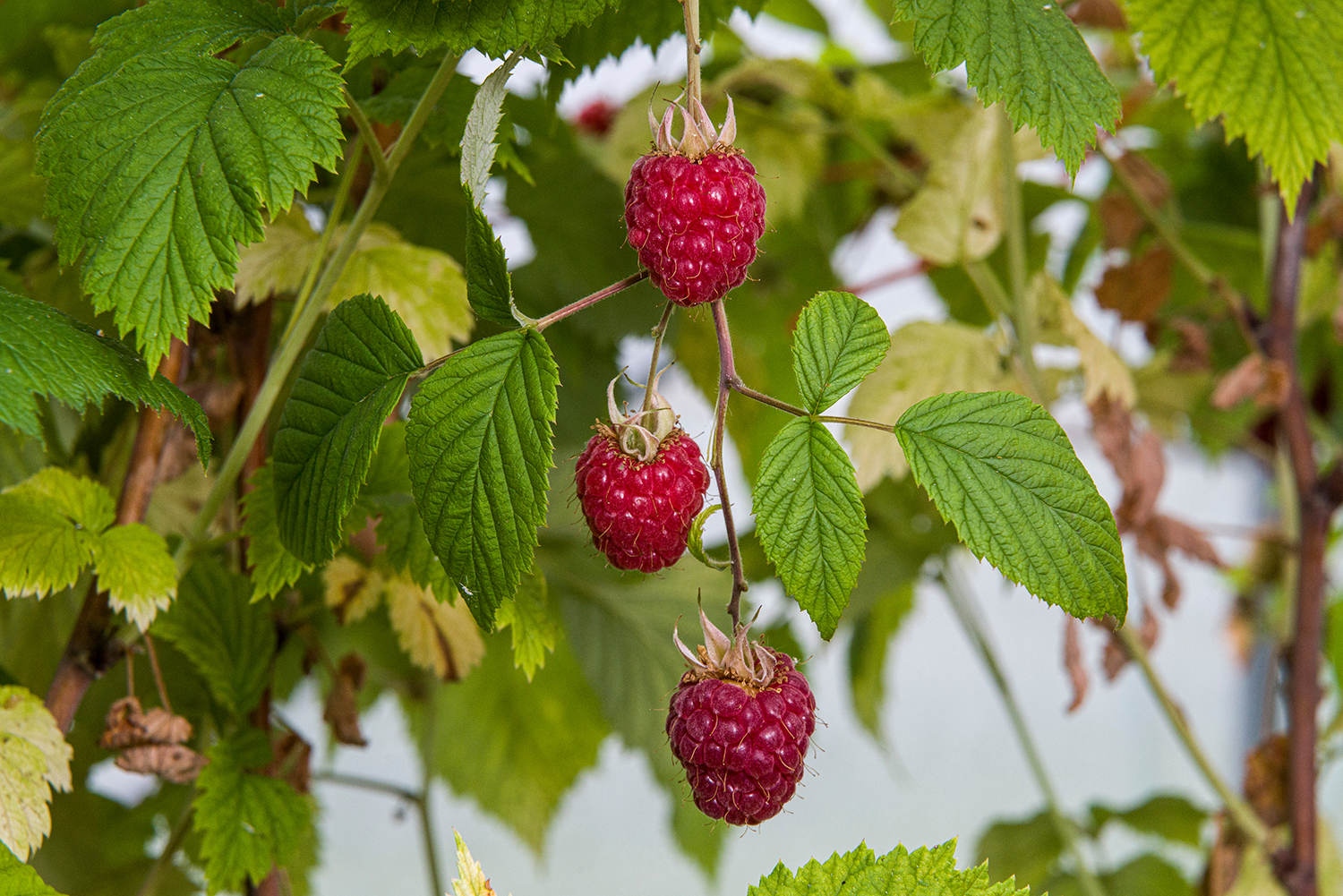 Glen Ample raspberry