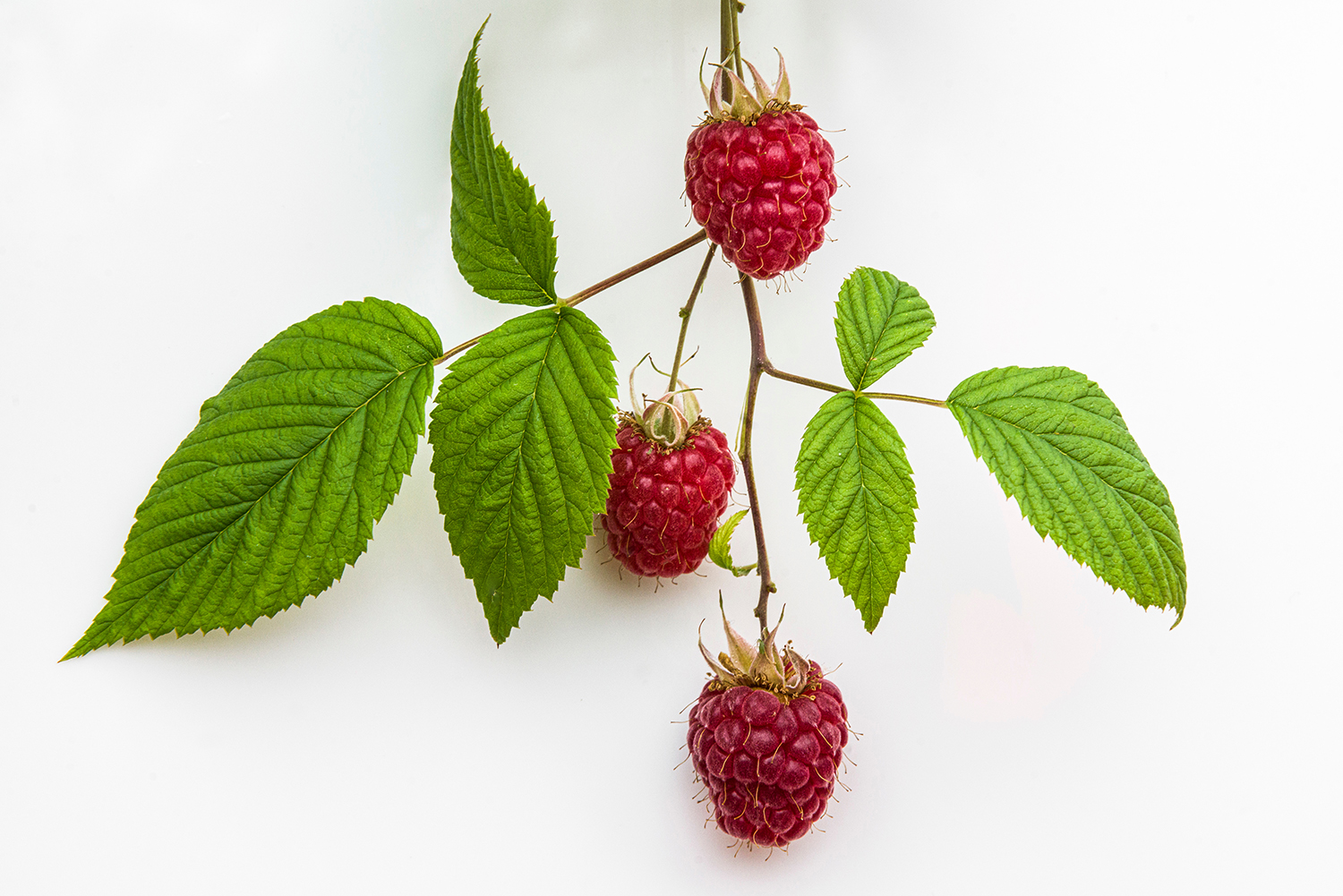 Glen ample raspberry