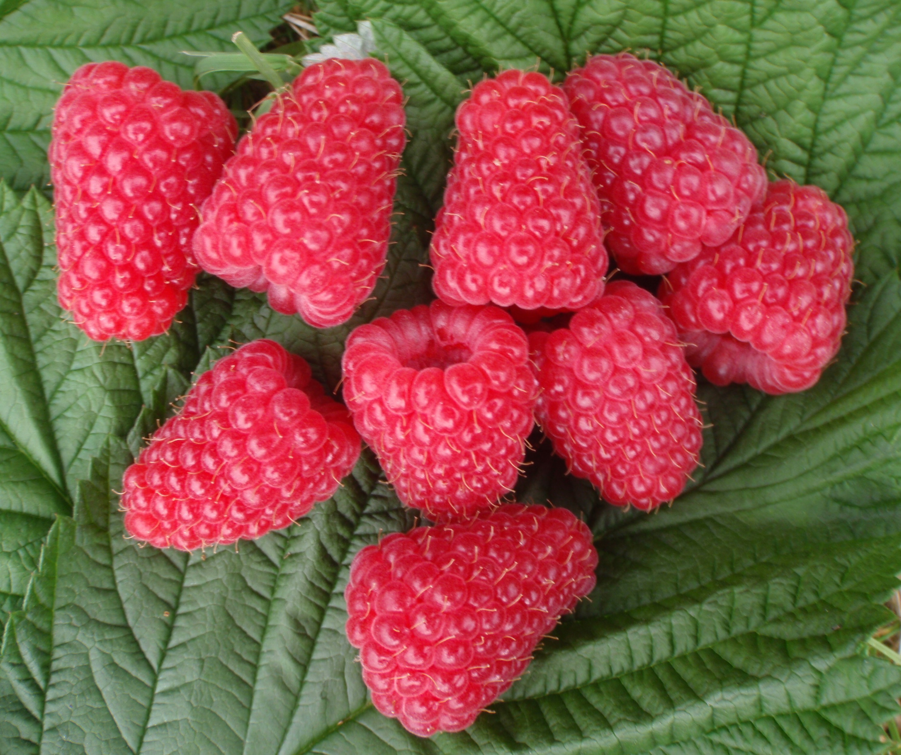 Glen carron raspberry