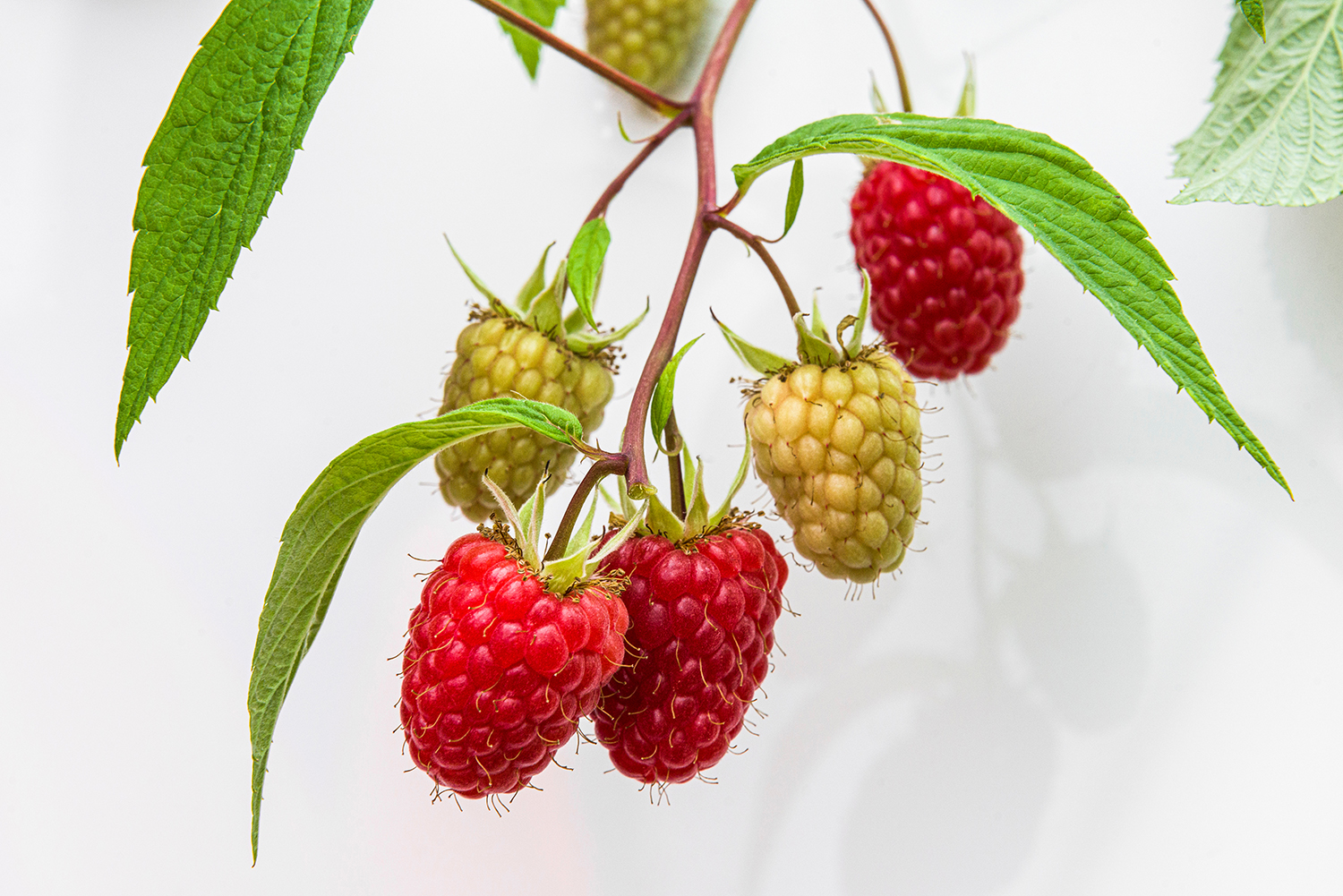 Glen Mor Floricane Raspberry Root Rot Resistant