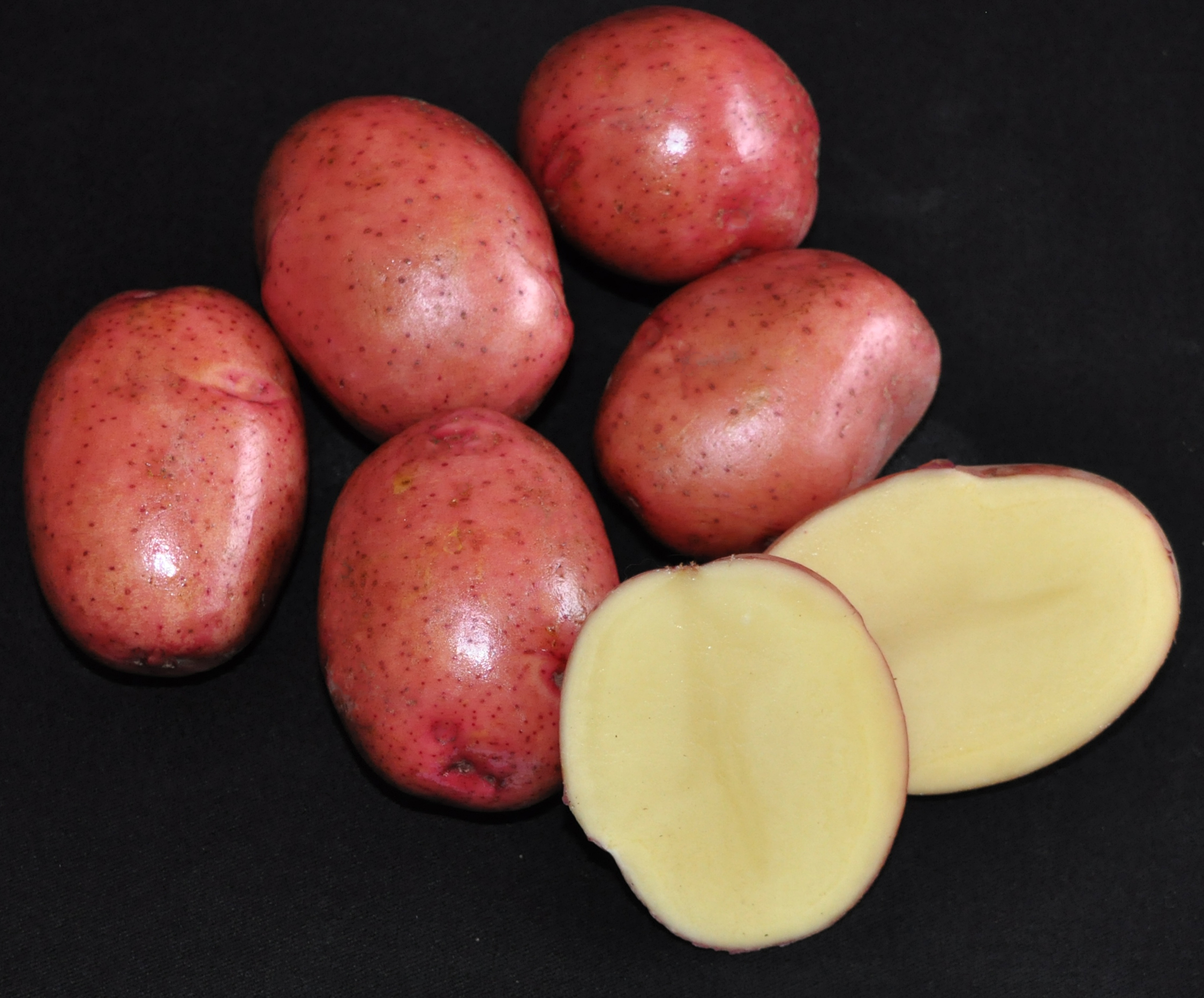hutton potato breeding
