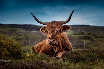 Cow in field