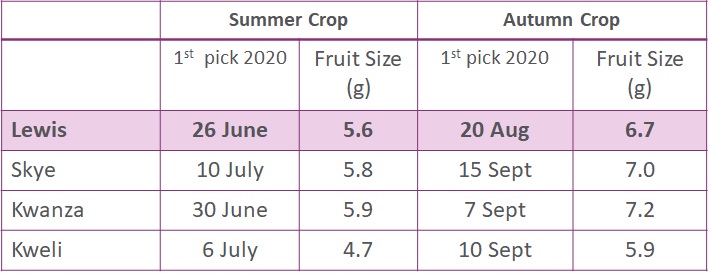 Lewis Pick Table