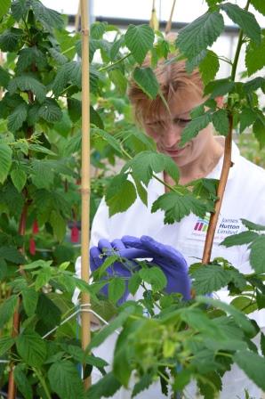 Nikki Jennings Raspberry Breeder