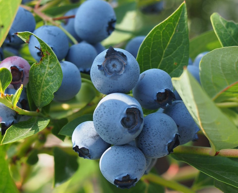 Blueberry on bush