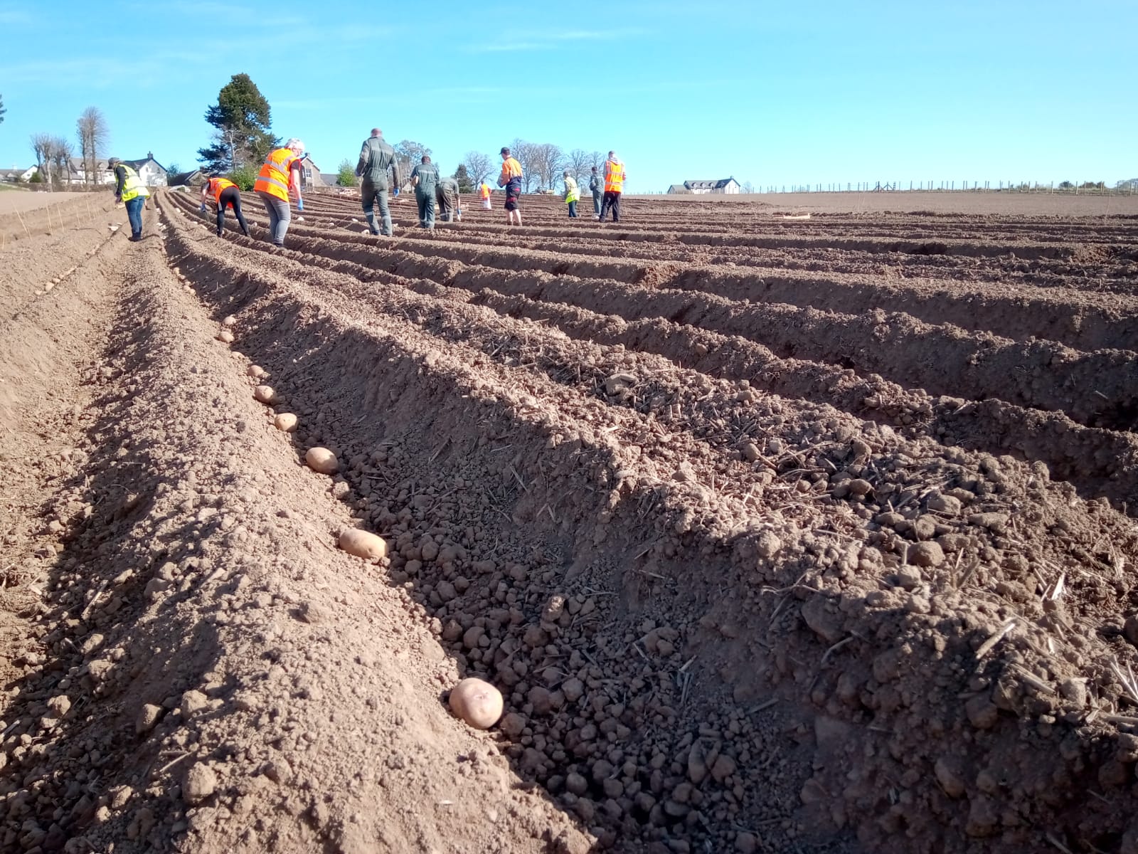 Potato planting