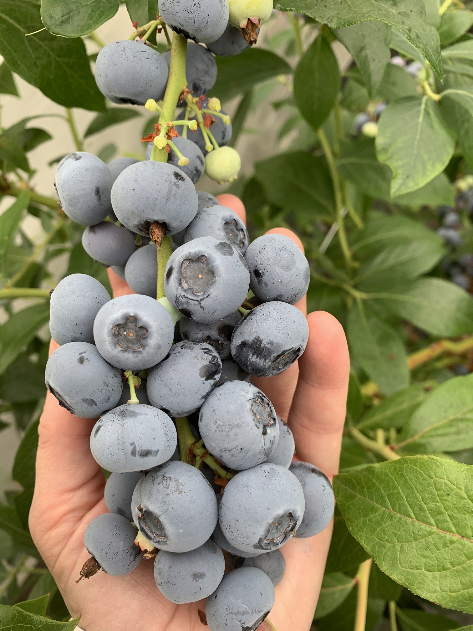 hutton Blueberry breeding 