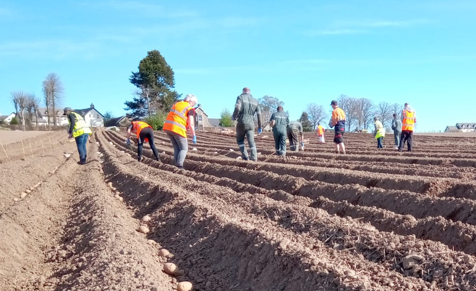 Potato planting 2020 1
