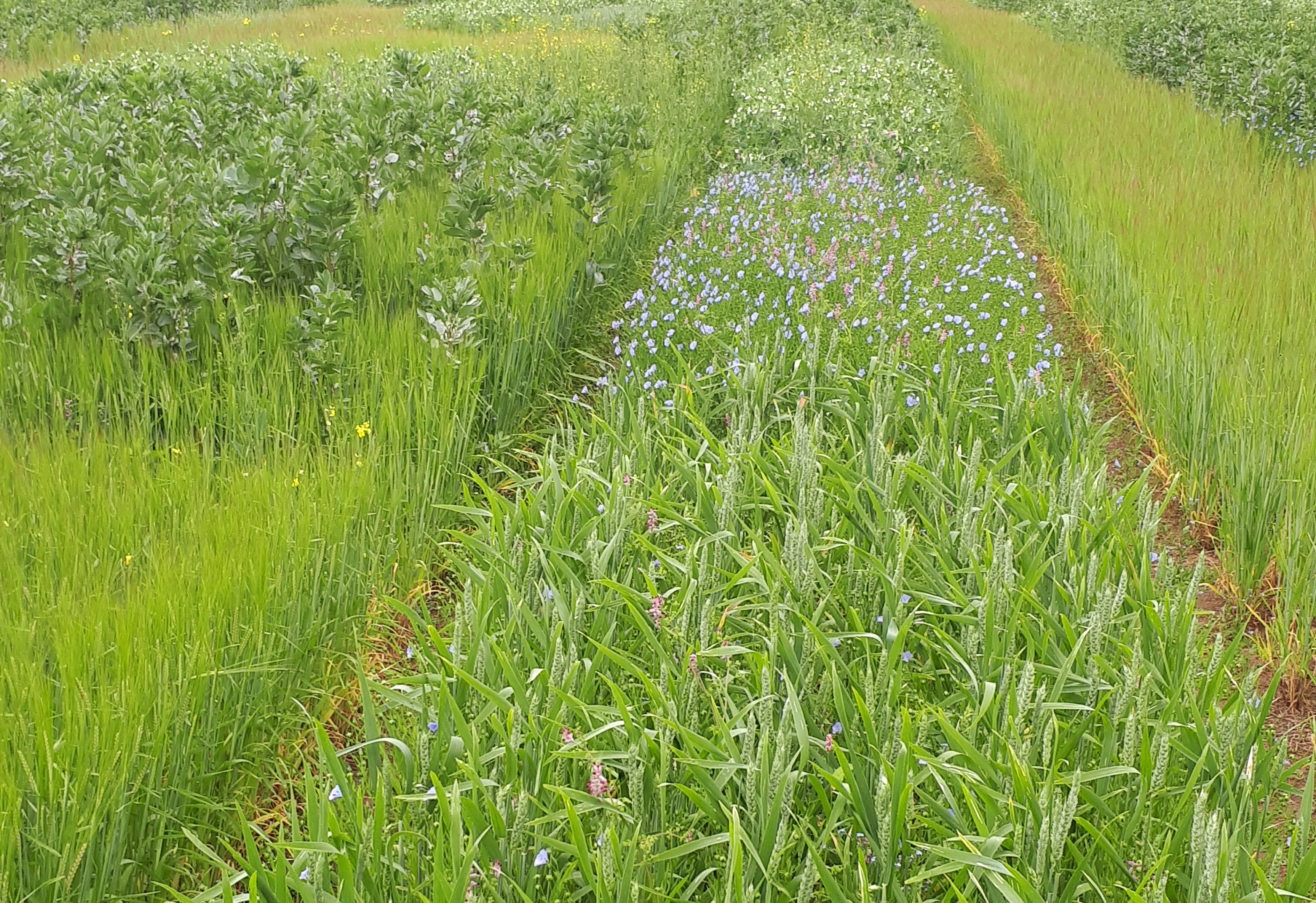 intercropping research