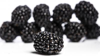 James Hutton Blackberry variety