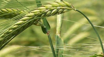 Barley image