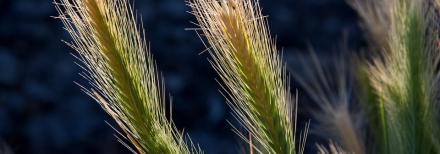 Barley