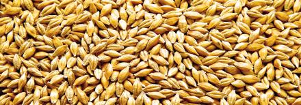 Cereal grain