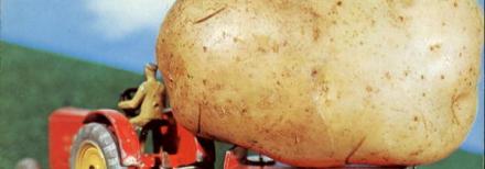Potato breeding