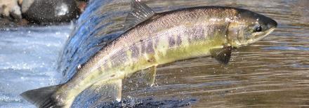 Leaping salmon