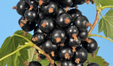 Ben Finlay blackcurrant