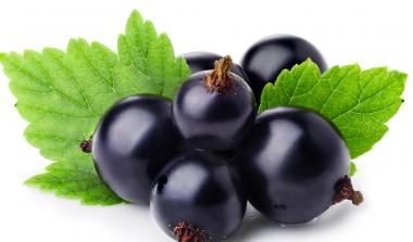 Blackcurrant bunch