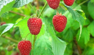 Glen Ericht Raspberry